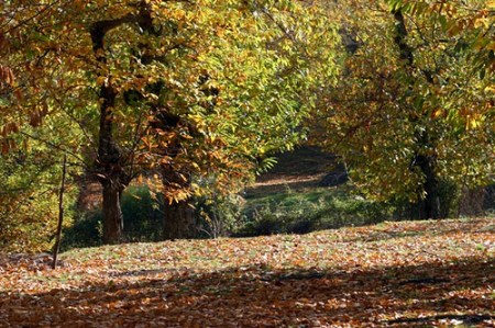 3674953447_f1dc209538[1]