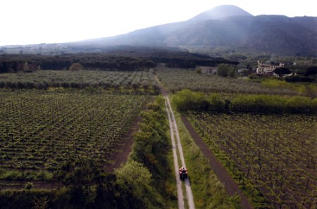 Le Vigne di Villa Dora