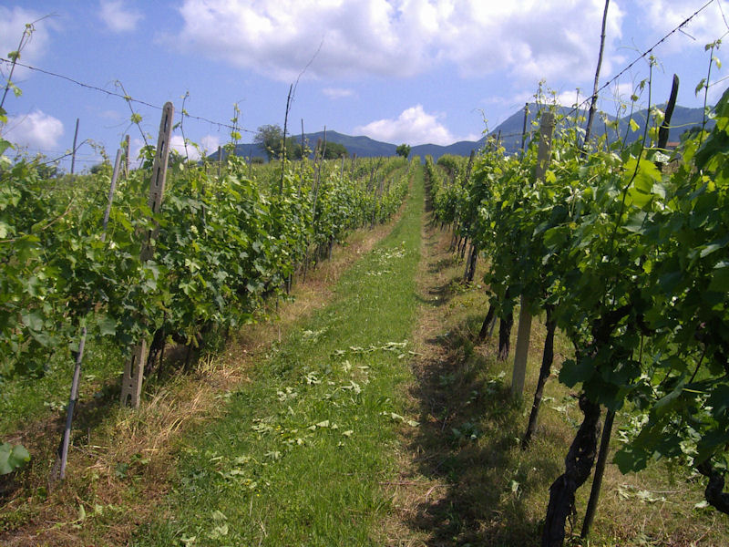 vigneto_fornacione_1[1]