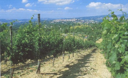 Vigneto di Fiano di Avellino