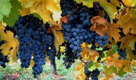 Vendemmia 2010 in Campania, quale vino?