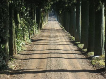Il suggestivo viale che conduce alla Tenuta del Greppo