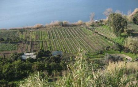 Lago d'Averno, vigneto dei Campi Flegrei