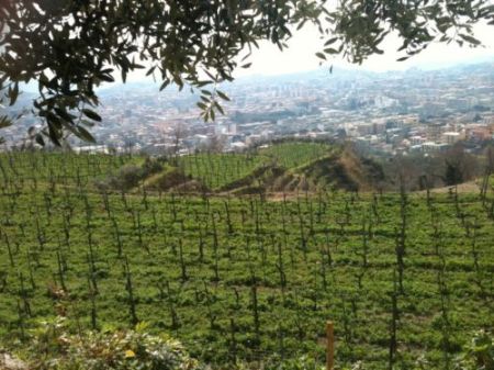 Camaldoli, Vigna del Colonnello - Cantine Astroni