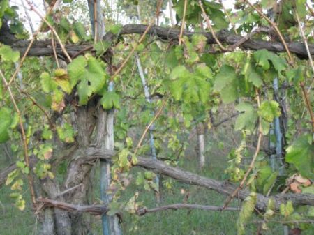 Quarto, vigneto tradizionale di falanghina coltivata a spalatrone