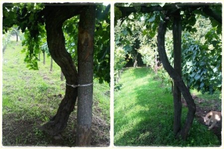 Vigne Vecchie del Piante a Lapio - foto Courtesy of Jaoquin A.A