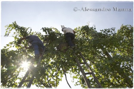 La vendemmia degli Uomini Ragno - foto Alessandro Manna