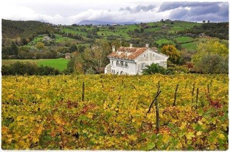Caiazzo, Vigna di Pallagrello bianco Alepa