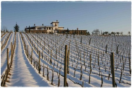 Mirabella Eclano, Vigna Quintodecimo - foto Laura Di Marzio