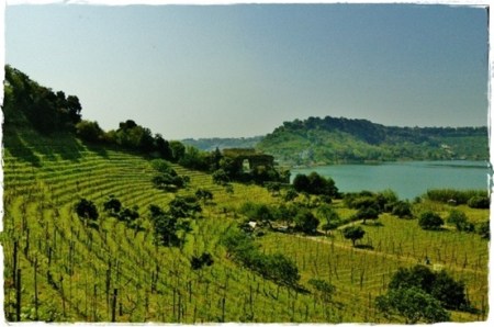 Pozzuoli, Lago d'Averno, Vigneto Storico Mirabella - Piedirosso Campi Flegrei