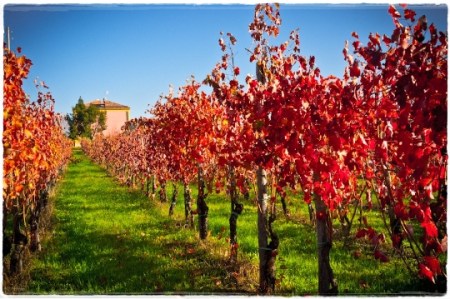Sessa Aurunca, Vigna Falerno del Massico Etichetta Bronzo a Masseria Felicia