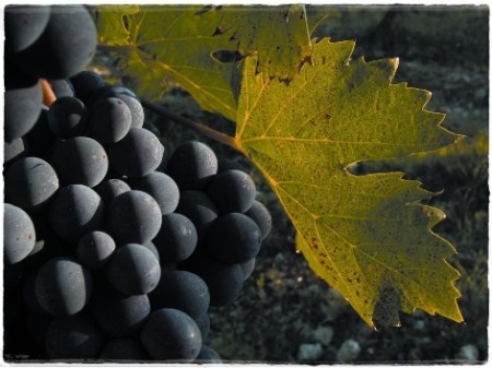 Brunello di Montalcino