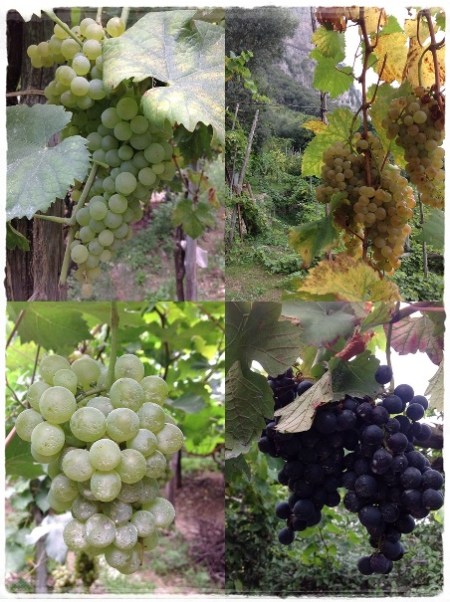 Biancolella, Falanghina, Greco (Ciunchesa) - foto L'Arcante