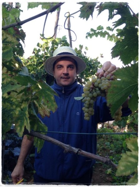 La Vendemmia a Villa S. Michele, Angelo Di Costanzo - foto L'Arcante