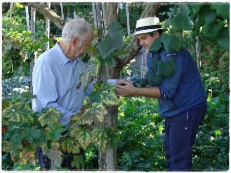 Vendemmia a S. Michele, con gli ospiti - foto L'Arcante
