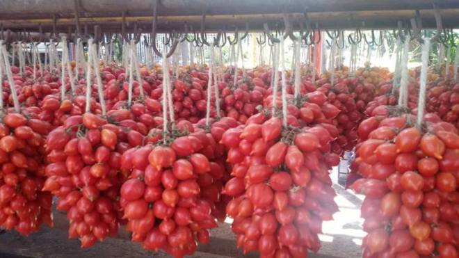 I Piennoli di Pomodori Dop del Vesuvio - foto L'Arcante