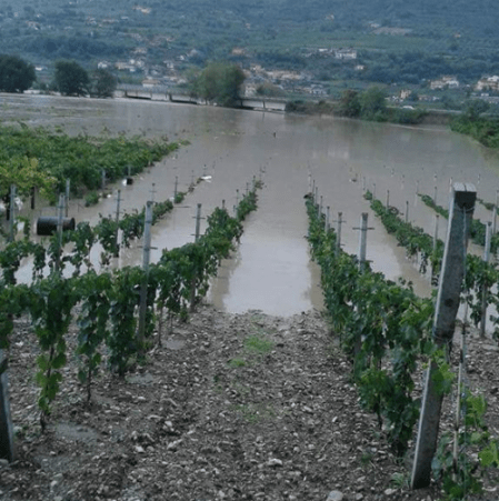 Una delle vigne sommerse - foto Corriere del Sannio