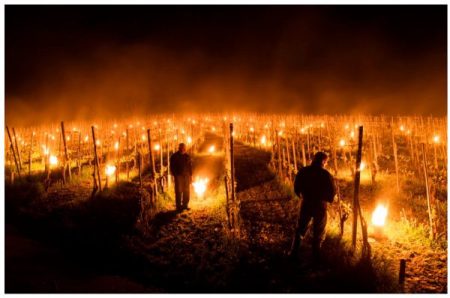 Veglia notturna per le gelate in Borgogna - foto Bourgogne Libe