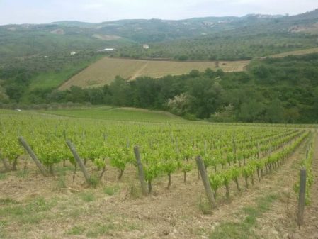Barile, Basilisco Vigna di Mezzo - foto L'Arcante