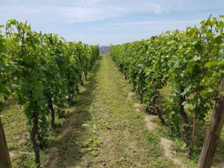 Tenuta Camaldoli, Campi Flegrei - foto Cantine Astroni