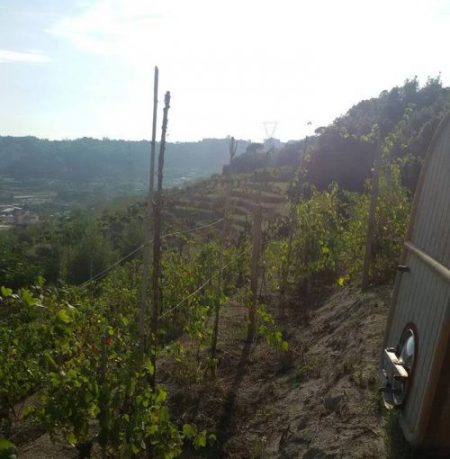 Agnanum-il-vigneto-nuovo-di-raffaele-moccia-foto-larcante