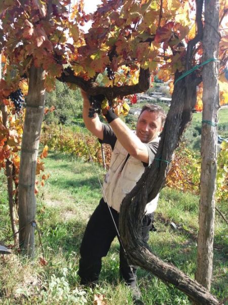 Gennaro Schiano nelle sue vigne a Cigliano - foto A. Di Costanzo