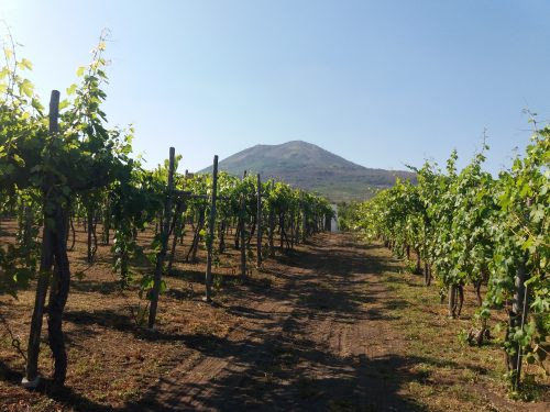 'A Muntagna, il Vesuvio da Cantina del Vesuvio - foto L'Arcante